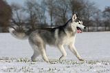 SIBERIAN HUSKY 453